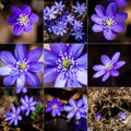 Collection of images with first fresh blue violets in the forest Royalty Free Stock Photo