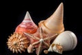 Seashells and Starfish Collection on White Background