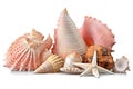 Seashells and Starfish Collection on White Background