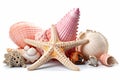Seashells and Starfish Collection on White Background