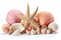 Seashells and Starfish Collection on White Background