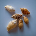 Collection of Indo-Pacific Shells