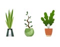 Collection of indoor house plants in pots. Home decorative and deciduous plants in a flat style. Isolated elements on