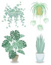 Collection. Indoor plant in a pot. Chlorophytum, monster, sansevier, ivy. Beautiful decorative flowerpot. Vector illustration of a