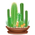 Collection of indoor plants in pots, cacti, succulents. The garden is in the bowl. Euphorbia, scarlet vera, Mammillaria. Lovely Royalty Free Stock Photo