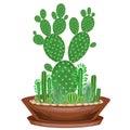 Collection of indoor plants in pots, cacti, succulents. The garden is in the bowl. Euphorbia, scarlet vera, Mammillaria. Lovely Royalty Free Stock Photo