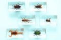 Collection of insects