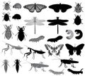 Collection of insects in black-white image and silhouette