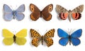 Insects Butterflies collection on white background