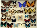 Collection of insects, colorful beetles, grasshoppers, entomological collection, many different bugs on white close-up,