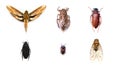 Collection of insects. Royalty Free Stock Photo