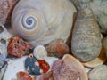 Collection of interesting sea shells and gemstones from three seas. Royalty Free Stock Photo