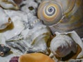 Collection of  interesting sea shels from three seas. Royalty Free Stock Photo