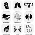 Collection of internal organ (Human system) Royalty Free Stock Photo