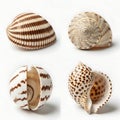 A collection of intricately patterned seashells displayed against a plain background Royalty Free Stock Photo