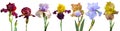 Collection iris flower isolated on white background Royalty Free Stock Photo