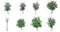 This collection isolate of trees Royalty Free Stock Photo