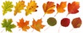 Collection of isolated autumn leaves: oak, maple, hawthorn, aspen. Royalty Free Stock Photo