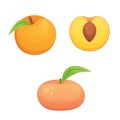 Collection of isolated cut and whole vector peaches. Vector apricot illustration in curtoon style