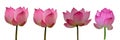 Collection of Isolated pink lotus on a white background