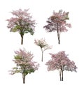 Collection of isolated tree with pink flower on white background Royalty Free Stock Photo