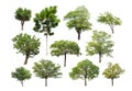 Collection of isolated tree on white background Royalty Free Stock Photo