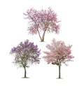 Collection of Isolated trees white background Royalty Free Stock Photo
