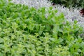 Collection of italian kitchen aromatic herbs growing in garden, nature background Royalty Free Stock Photo