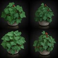 Collection of Ivy Plants with Berries in Decorative Pots on Dark Background Royalty Free Stock Photo