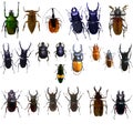 Collection of jewelry beetle Royalty Free Stock Photo