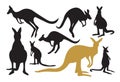 Collection of Kangaroo Vector. on white background