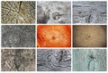 Collection of knotty wood textures Royalty Free Stock Photo