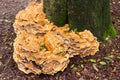 Collection of large fairy bench mushroom on mossy tree trunk