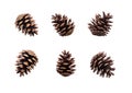 A collection of large pine cone for Christmas tree decoration Royalty Free Stock Photo