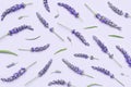 Collection of lavender flowers with stems isolated on purple background Royalty Free Stock Photo