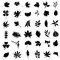 Collection of leaf and flower vector