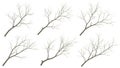 Collection of leafless tree branches against white background Royalty Free Stock Photo