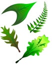 Collection of leafs Royalty Free Stock Photo