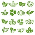 Collection leafs set. Leafs collection icon. Vector Royalty Free Stock Photo