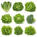Collection of leafy vegetables isolated on white background Royalty Free Stock Photo