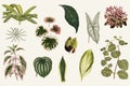 Collection of leaves found in 1825-1890 New and Rare Beautiful