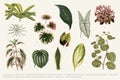 Collection of leaves found in 1825-1890 New and Rare Beautiful