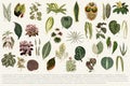 Collection Of Leaves Found In 1825-1890 New And Rare Beautiful-Leaved Plants. Digitally Enhanced From Our Own 1929 Edition Of Th