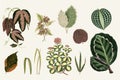 Collection Of Leaves Found In 1825-1890 New And Rare Beautiful-Leaved Plants. Digitally Enhanced From Our Own 1929 Edition Of Th
