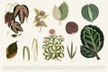 Collection of leaves found in 1825-1890 New and Rare Beautiful-Leaved Plants. Digitally enhanced from our own 1929 edition of th