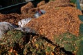 Collection of leaves and grass clippings