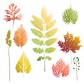 Collection of leaves and grass imprints Royalty Free Stock Photo