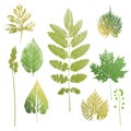 Collection of leaves and grass imprints Royalty Free Stock Photo