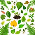 Collection of leaves Royalty Free Stock Photo