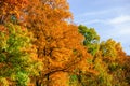 Collection of leaves at Kensington Metropark Royalty Free Stock Photo